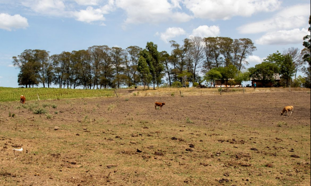 OMM prevê aquecimento acima de 1,5°C até 2030