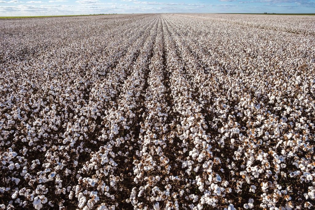 SLC Agrícola adquire 8,9 mil hectares de terras no Mato Grosso