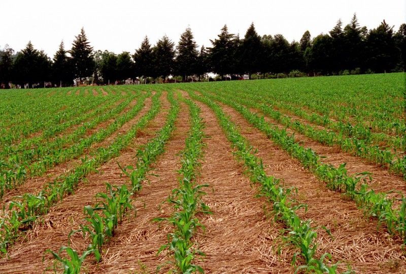 El Niño pode impulsionar produtividade agrícola no Sul, mas também pressionar preços dos alimentos