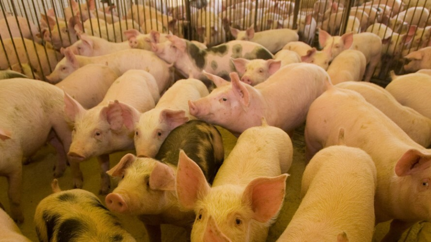 Articulação entre empresas cria mercado de biometano em SC