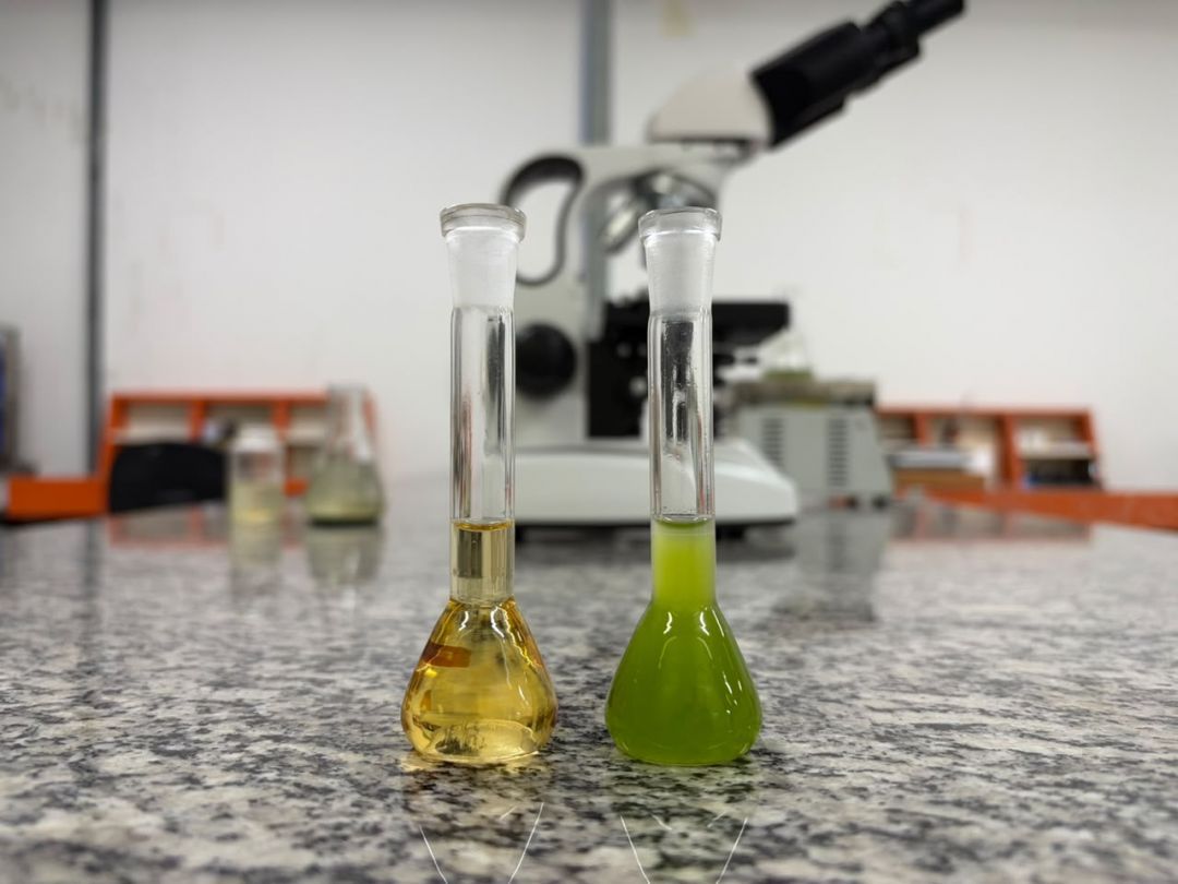 Pesquisa da UFPR aumenta em 150% produção de diesel verde com microalgas